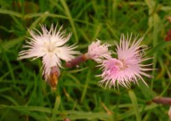 2013-08-18_Regina-F-Rau_Schachen_Blumen  (226).JPG